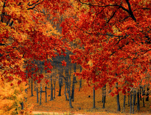 Preparing your business for autumn