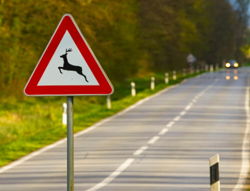 Motorists warned as deer collisions spike in spring