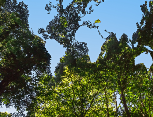 Shining the Spotlight on Environmental Impairment Liability